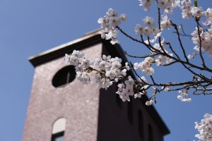 sakura