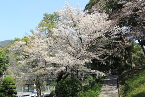 2014　桜　歩道