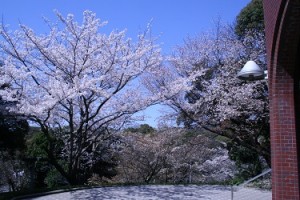 玄関桜