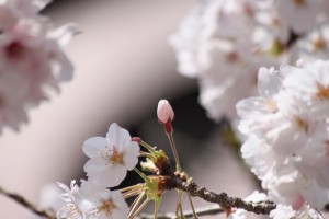 校舎　桜