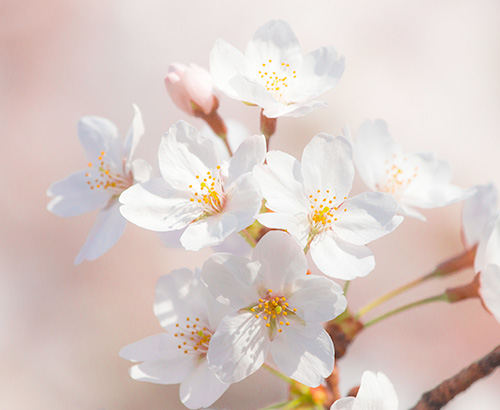 桜